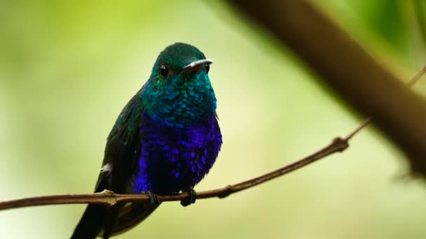Blury fond derrière un oiseau se déplaçant de haut en bas sur une petite branche 