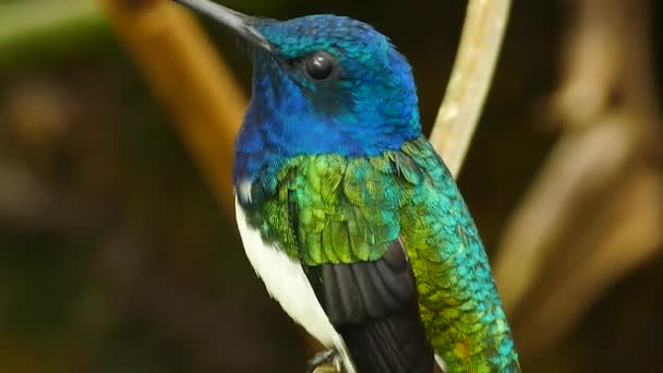 Sequência Afiada Alta Resolução Pássaro Empoleirado Floresta — Vídeo de Stock