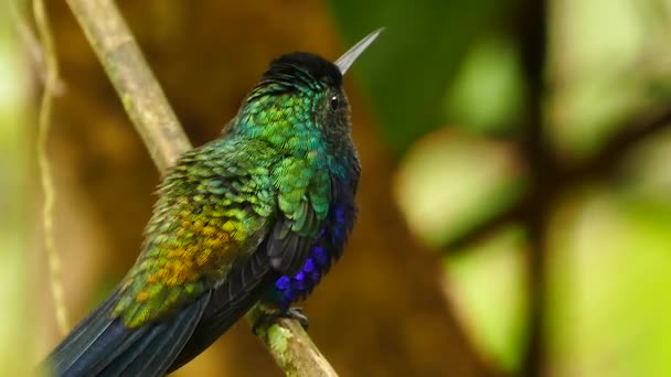 青いフロントと緑の背の高いピッチのノイズを作る小さな鳥 — ストック動画