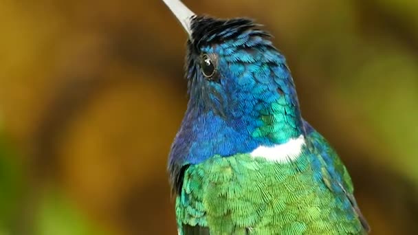 Macro Disparo Extremo Colibrí Encaramado Con Fondo Salvaje — Vídeo de stock