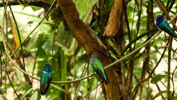 Zwei Von Drei Kolibris Fliegen Gleichzeitig Regenwald Davon — Stockvideo