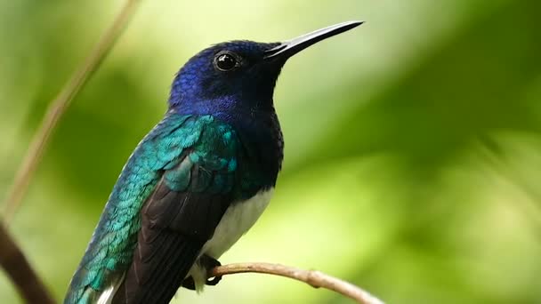 Bird Perched Small Branch Finishing Backgroung Panama — Stock Video