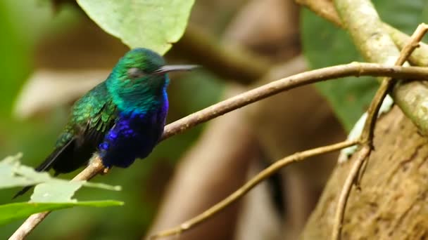 Pequeño Colibrí Descansando Árbol Infestado Hormigas Selva — Vídeo de stock