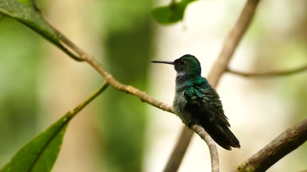 Hummingbird Grooming While Branch Moving Wind — Stock Video