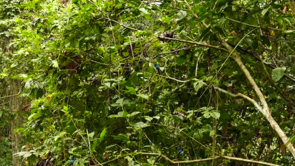 Κολιμπρί Σκαρφαλωμένο Και Εξαφανίζονται Πυκνό Φόντο Ζούγκλα — Αρχείο Βίντεο