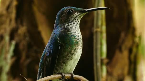 Ameisen Gehen Auf Verschwommenem Hintergrundbaum Mit Kolibri — Stockvideo