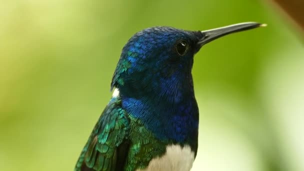 Makrovideo Sekvens White Necked Jacobin Skogen — Stockvideo