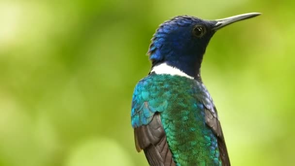 Oiseau Aux Plumes Vertes Bleues Tournant Rapidement Tête — Video