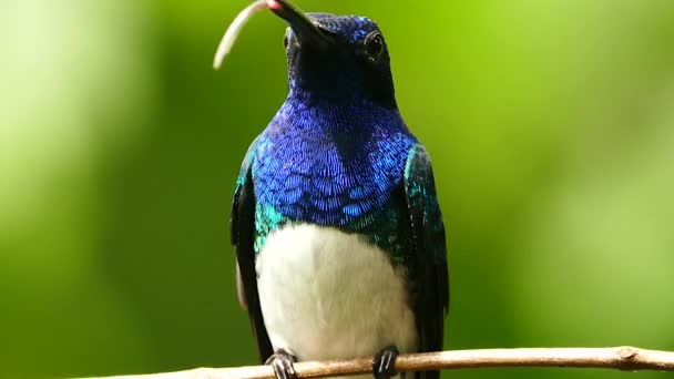 Wunderschöner Blau Weißer Kolibri Der Sitzen Die Zunge Herauszieht — Stockvideo