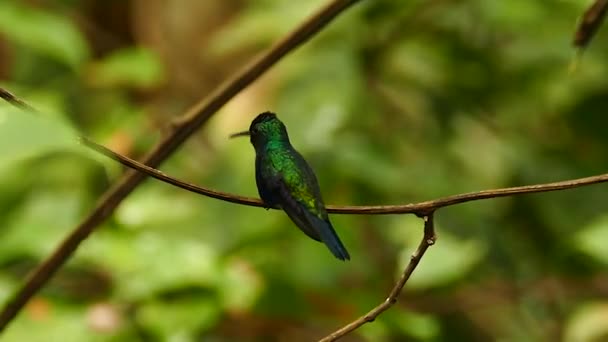 Oiseau volant loin de la branche dans la jungle avec des feuilles se déplaçant lentement 