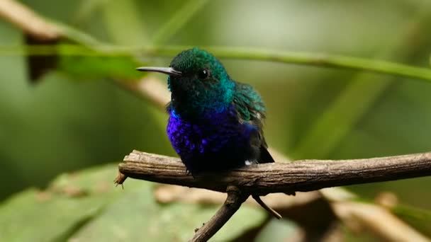 Leuchtend Blaue Federn Leuchten Aus Dem Vogelgefieder Dschungel — Stockvideo