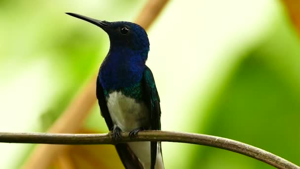 Hummingbird atterrissage sur branche plusieurs fois dans la nature 