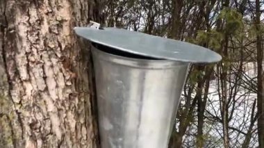 Akçaağaç özü arka bahçedeki akçaağaç şurubunun içine damlıyor.