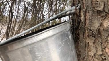 Akçaağaç özü arka bahçedeki akçaağaç şurubunun içine damlıyor.