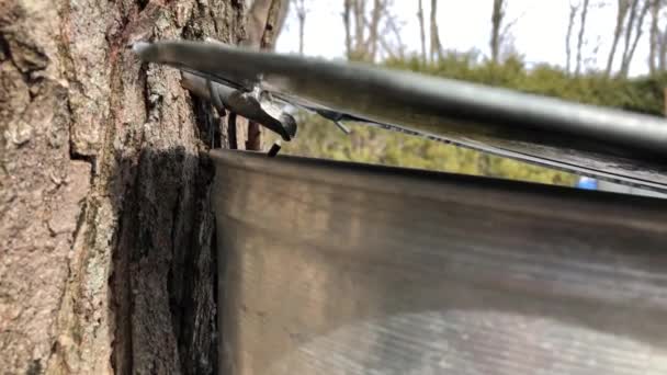 Getah Maple Menetes Dalam Ember Dari Sirup Maple Halaman Belakang — Stok Video