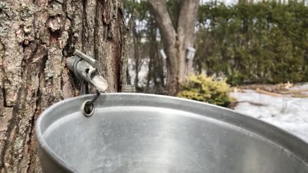 Maple Sap Drips Bucket Backyard Maple Syrup — Stock Video