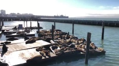 San Fransisco 'nun hafif hareketli güvertelerinde dinlenen düzinelerce tembel fok.