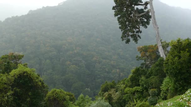 Dramático Paisaje Montaña Selva Costa Rica Con Aves Volando — Vídeo de stock