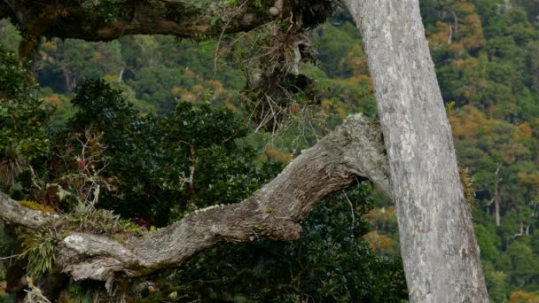 Pássaro Minúsculo Árvore Grande Com Cenário Dramático Selva Costa Rica — Vídeo de Stock