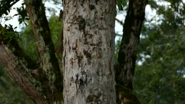 Rampant Bois Grimpant Sur Côté Arbre Dans Forêt Costaricaine Profonde — Video