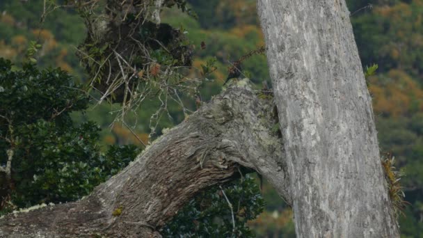 Vogel Bewegt Sich Auf Großer Marke Mit Bergkulisse Hintergrund — Stockvideo