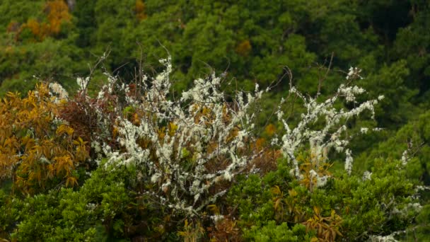 Een Paar Endemische Vogelvlammende Warbler Costa Rica Bos — Stockvideo