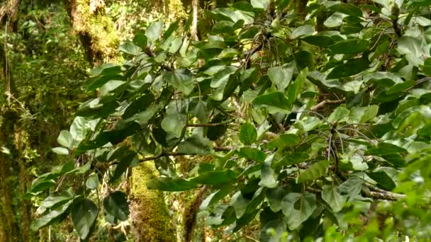 Oiseau endémique roux à collier rapide au Costa Rica 