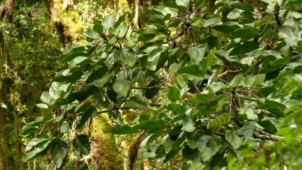 Aves Endémicas Redstart Con Cuello Rápido Costa Rica — Vídeos de Stock