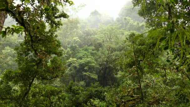 Vento Moderado Empurra Nuvens Move Árvores Selva Costa Rica — Vídeo de Stock