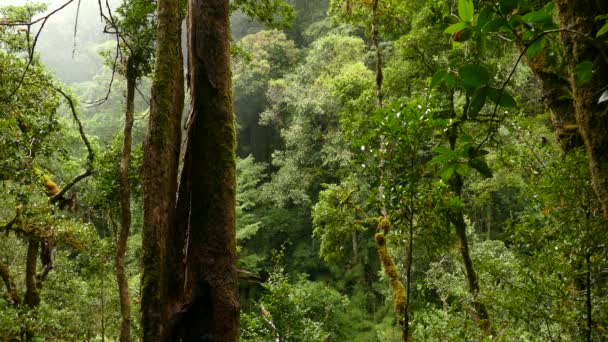 Ren Och Imponerande Regnskog Costa Rica Med Rörliga Moln — Stockvideo