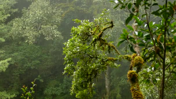 Impresionante Foto Aves Moviéndose Árbol Bosque Nuboso Costa Rica — Vídeo de stock