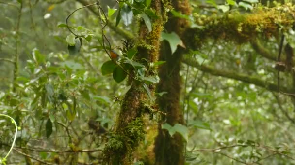 Beautiful Endemic Costa Rican Bird San Gerardo Dota — Stock Video