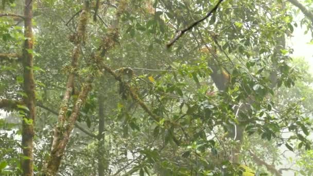 검투사가 코스타리카 산지인 나무에서 날아간다 — 비디오