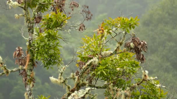 Increíble Pájaro Atrapamoscas Sedoso Cola Larga Aterrizando Árbol Costa Rica — Vídeo de stock