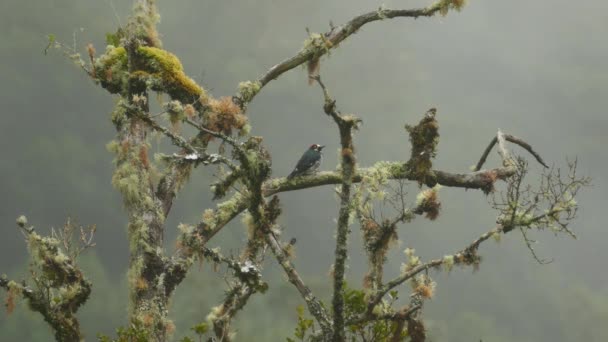 エキゾチックな外観のキツツキの鳥は雨の間に動くのを止める — ストック動画