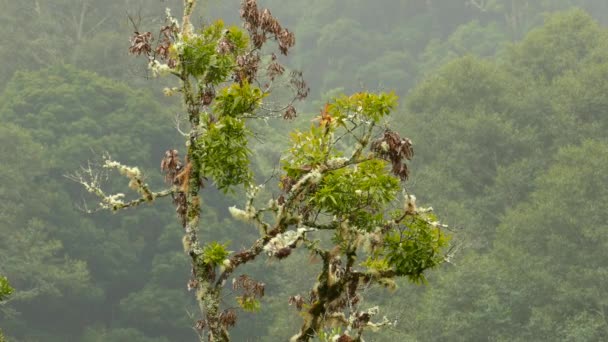 Árbol Cubierto Musgo Costa Rica Bosque Nublado Con Bonito Pájaro — Vídeos de Stock