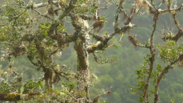 苔の枝に霧と雲が鳥を取り囲み — ストック動画
