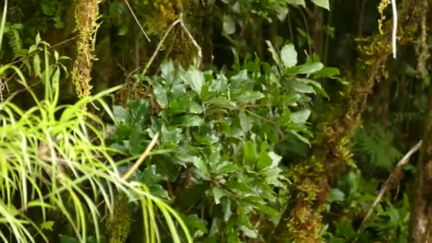 Hermosa Mosca Garganta Ardiente Endémica Las Montañas Costa Rica — Vídeos de Stock