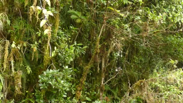 Kosta Rika Nın Bulutlu Ormanlarında Diğer Kuşların Arasında Yaşayan Bir — Stok video
