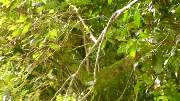 Sorprendente Pájaro Curruca Blanco Negro Selva Profunda Costa Rica — Vídeo de stock