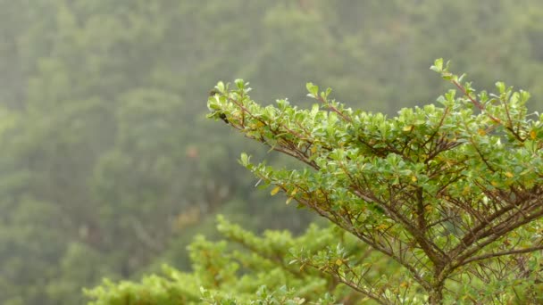 Hummingbird Thrives Costa Rica Cloud Forest Moving Mist — Stock Video