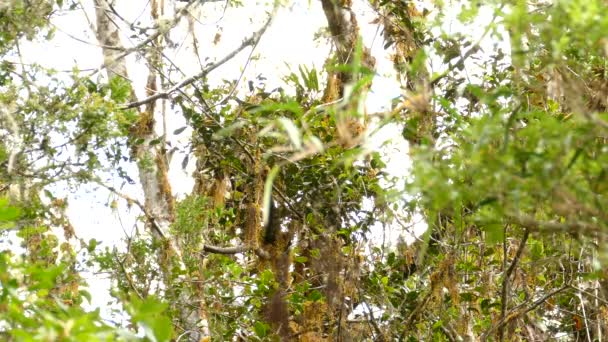 Snel Bewegende Endemische Warbler Vogel Met Oranje Borst Costa Rica — Stockvideo