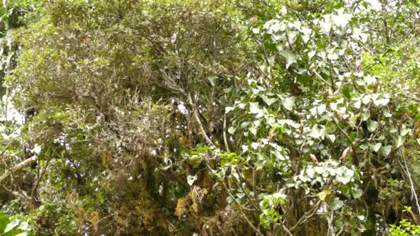 Kleine Endemische Vlammende Warbler Inheems Land Costa Rica — Stockvideo