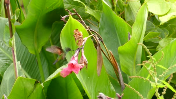 Wspaniałe Ujęcie Kolibra Żywiącego Się Jasnoróżowym Kwiatem — Wideo stockowe