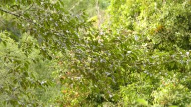 Parlak sık orman oldukça hızlı hareket eden ötleğen kuşlarına ev sahipliği yapar.