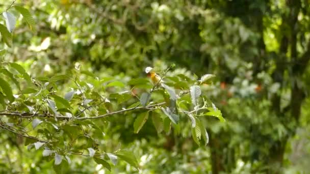 Striking Blackburnian Warbler Bird Catching Small Worm Feed — Stock video