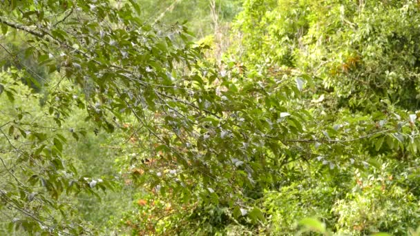 Bosque Denso Brillante Hogar Pájaro Ruiseñor Movimiento Bastante Rápido — Vídeo de stock