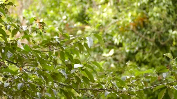 コスタリカで繁栄している美しい小さな鳥のブラックバーニアンウォブラー — ストック動画