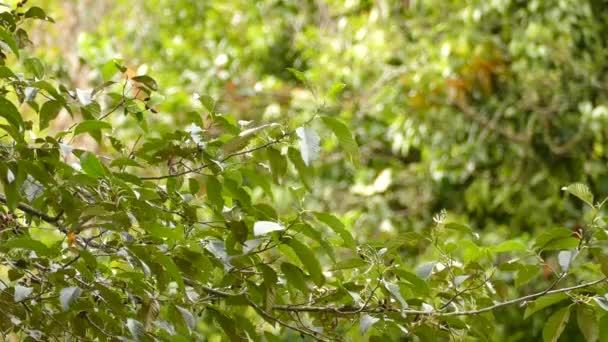 Magnifique petit oiseau paruline noire prospère au Costa Rica 