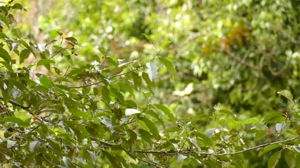 Vacker Liten Fågel Blackburnian Sångare Blomstrar Costa Rica — Stockvideo